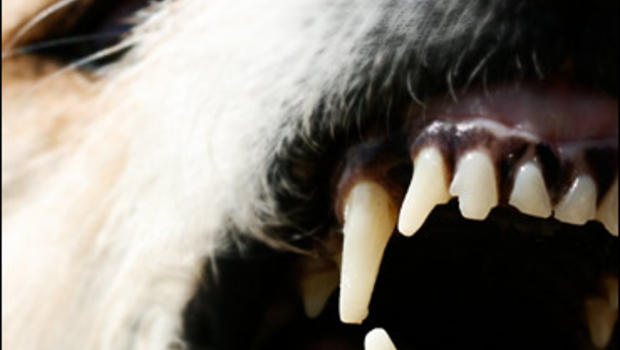 Pit bull attacks and kills dog in Grover Beach