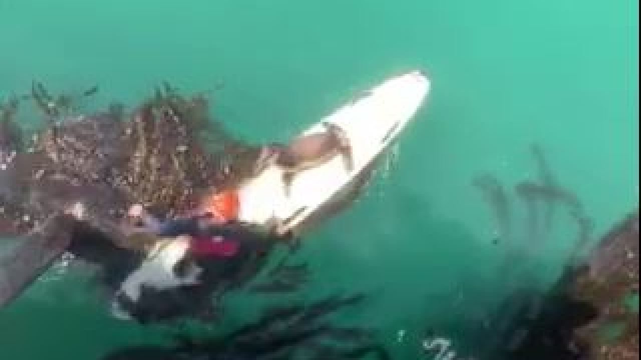 Cambria firefighter rescues trapped seal, video