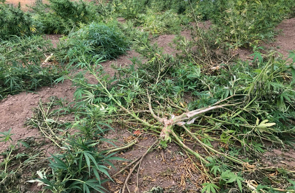 Vandals destroy Templeton hemp crop