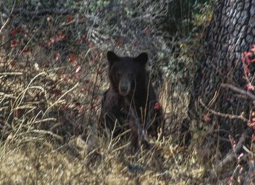 Black bear and bald eagles spotted at Santa Margarita Ranch