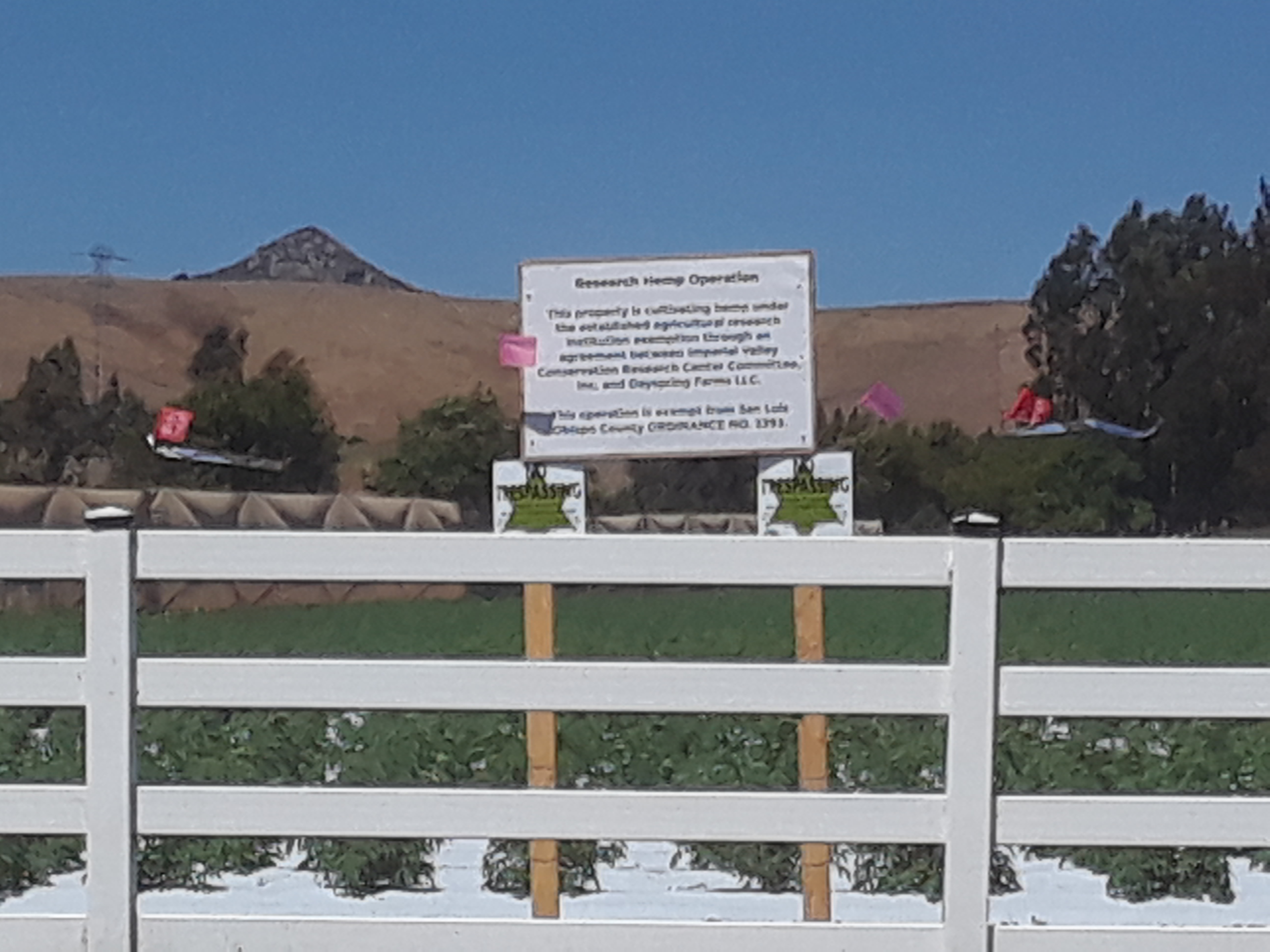 Hemp fields spoiling the view and air on Los Osos Valley Road