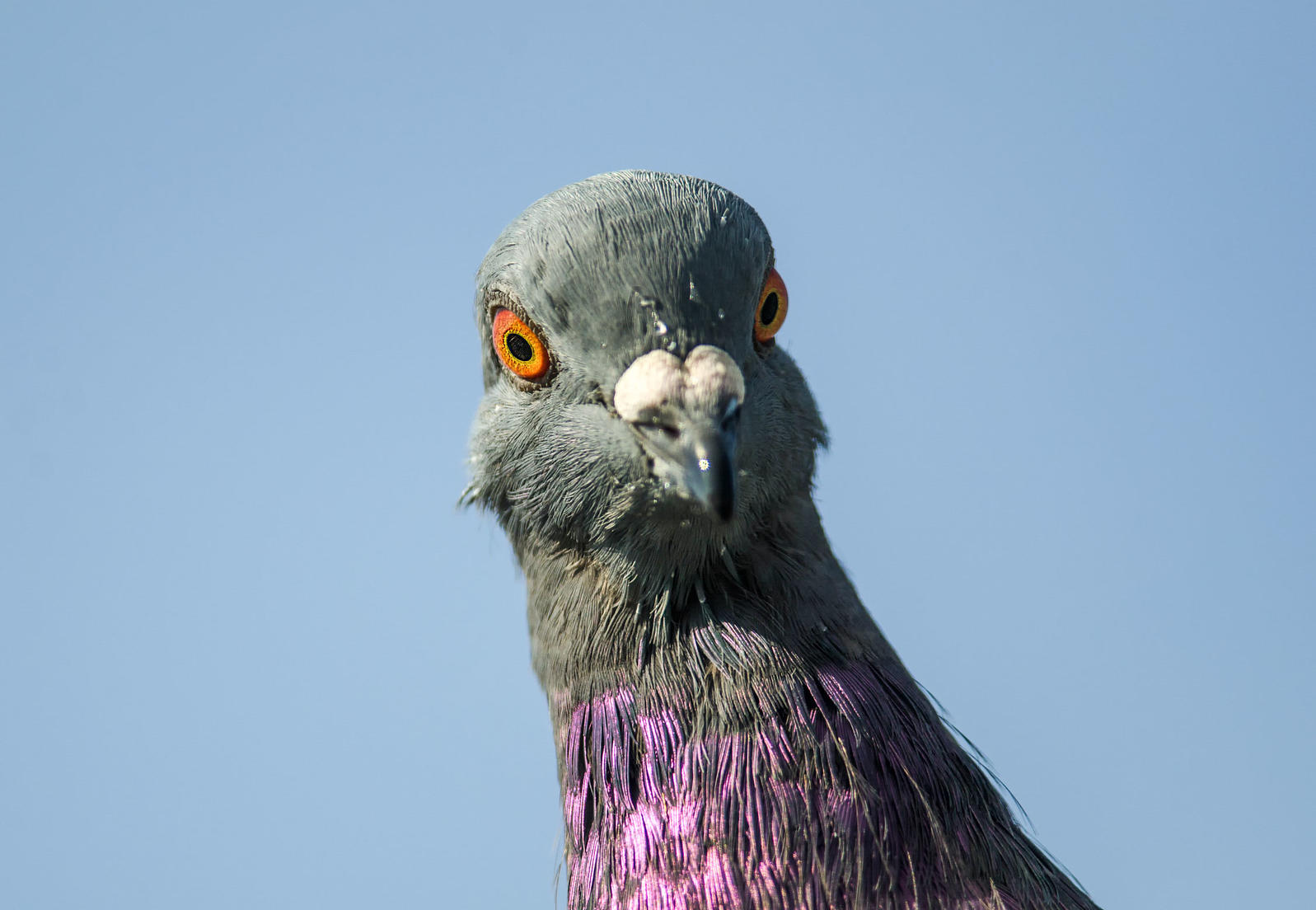 SLO puts its pigeons on birth control, stop the flies