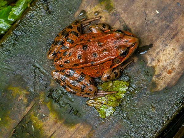 Red-legged frog concerns delay controversial Morro Bay sewer project