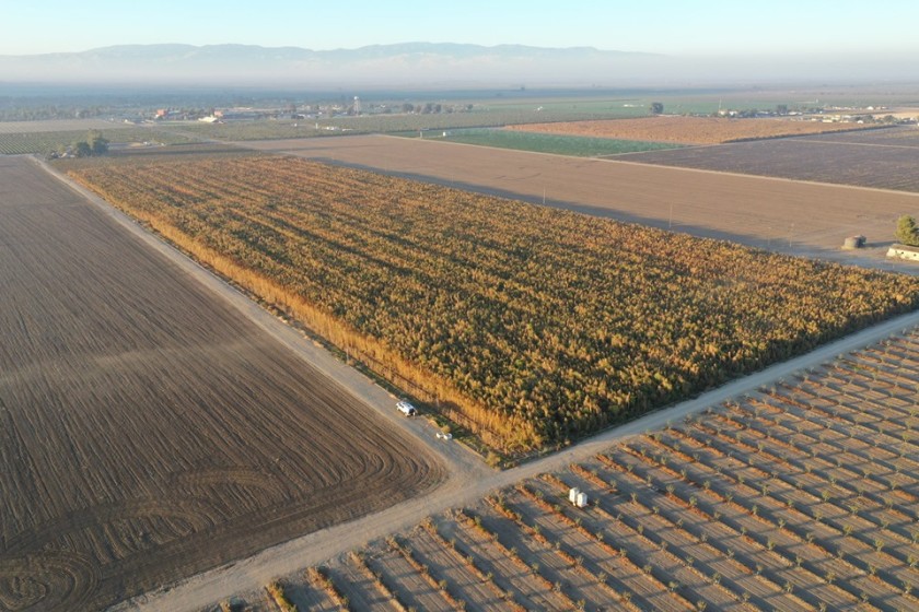 Kern County destroys $1 billion in marijuana plants disguised as hemp