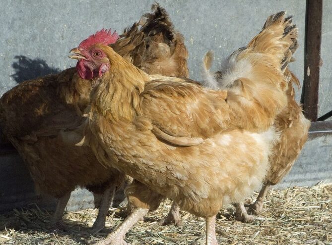 Chicken truck crash delays traffic on Highway 166