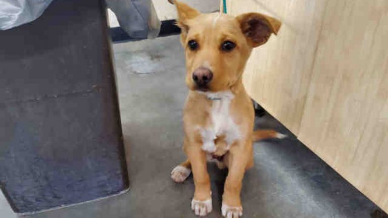 Man jailed after beating puppy with master lock