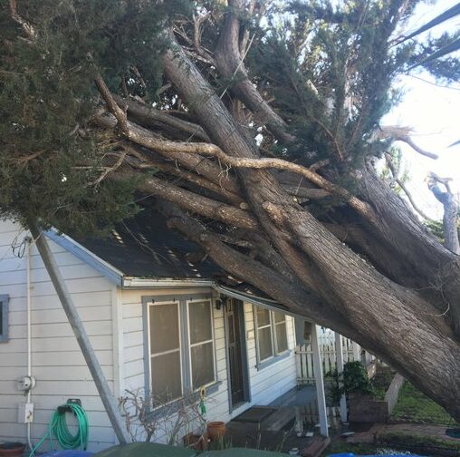 Tree smashes into home in Morro Bay
