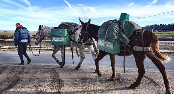 Famed 3 Mule nomad arrested in Paso Robles
