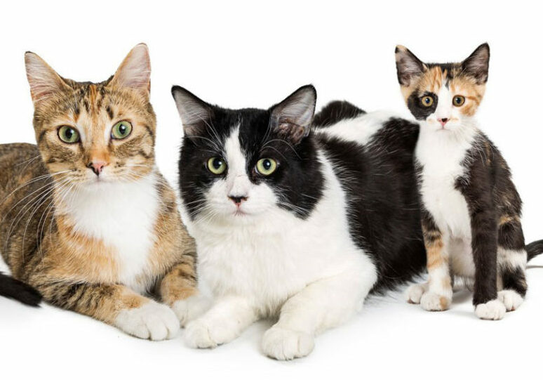 Young cat euthanized, don’t make the same mistake