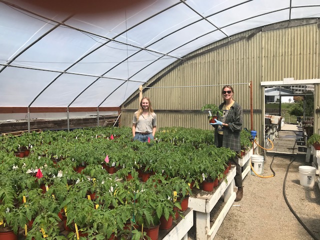 Cal Poly holds virtual tomato plant sale