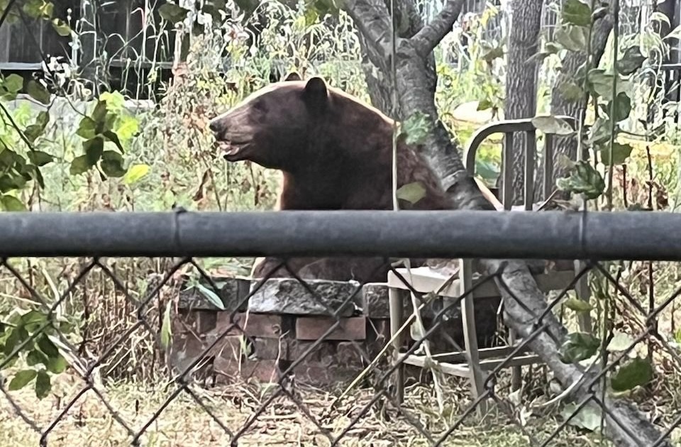 Bear wanders into downtown San Luis Obispo backyard