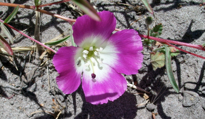 Couple fined $165,000 for harming rare flower in Pismo Beach