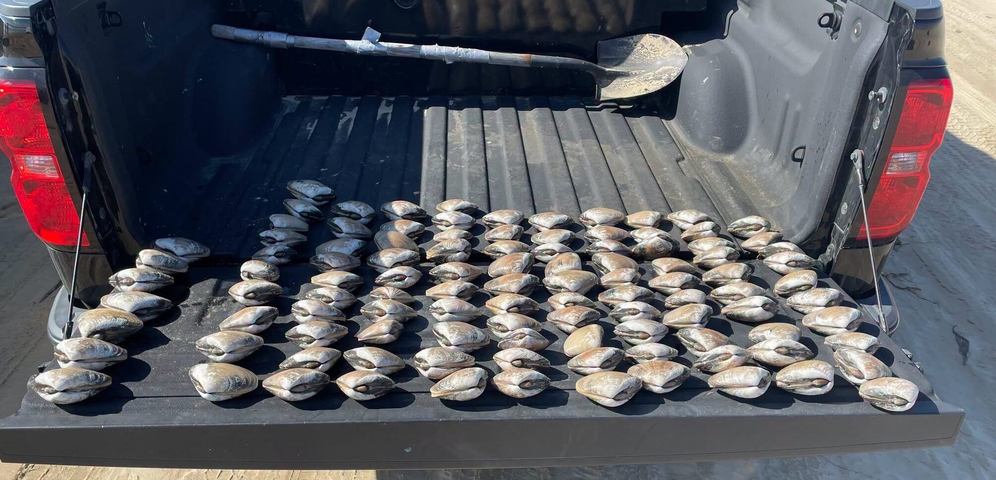 Poachers cited for illegally harvesting Pismo clams at Oceano Dunes