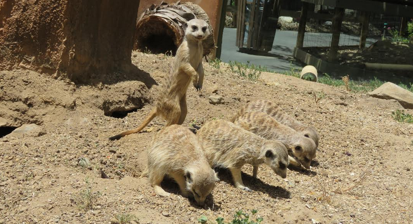 Atascadero zoo welcomes three young meerkats