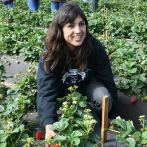 Science shaping the future of California strawberries